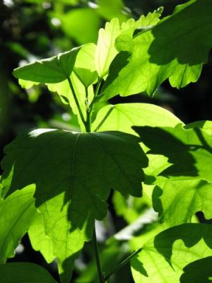 bl&auml;tter im licht